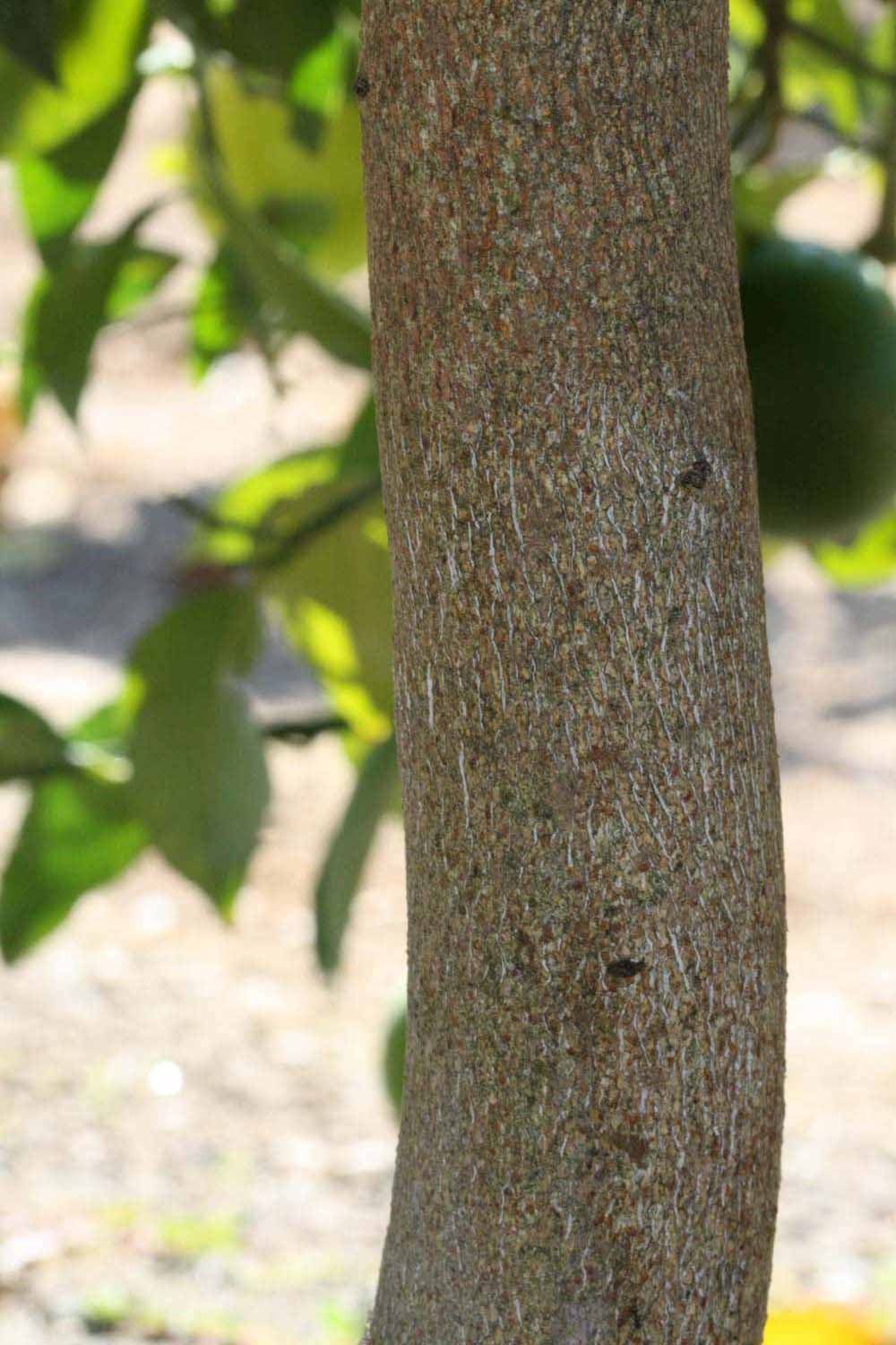            Bark (Riverside, CA)   